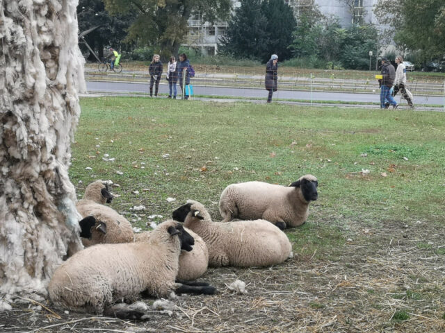 img_20191008_163828_resized_20191009_092851631