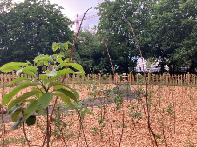 Der Gertraudenhain-3_22.5.24_credits Judith Laub