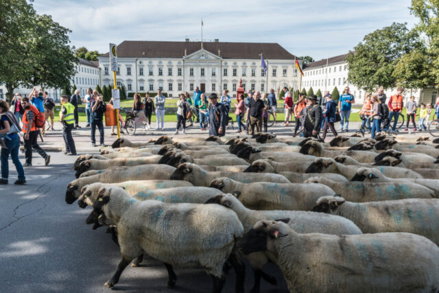 holger-herschel-schafsdemo-vor-bellvue-